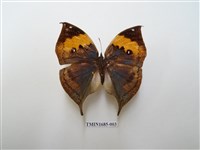 藏品(枯葉蛺蝶)的圖片